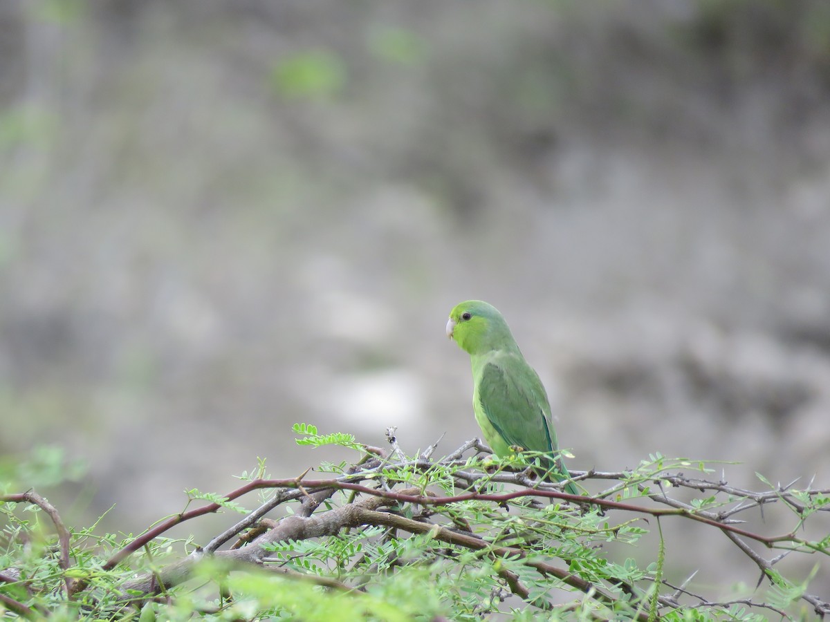 Pacific Parrotlet - ML85152581