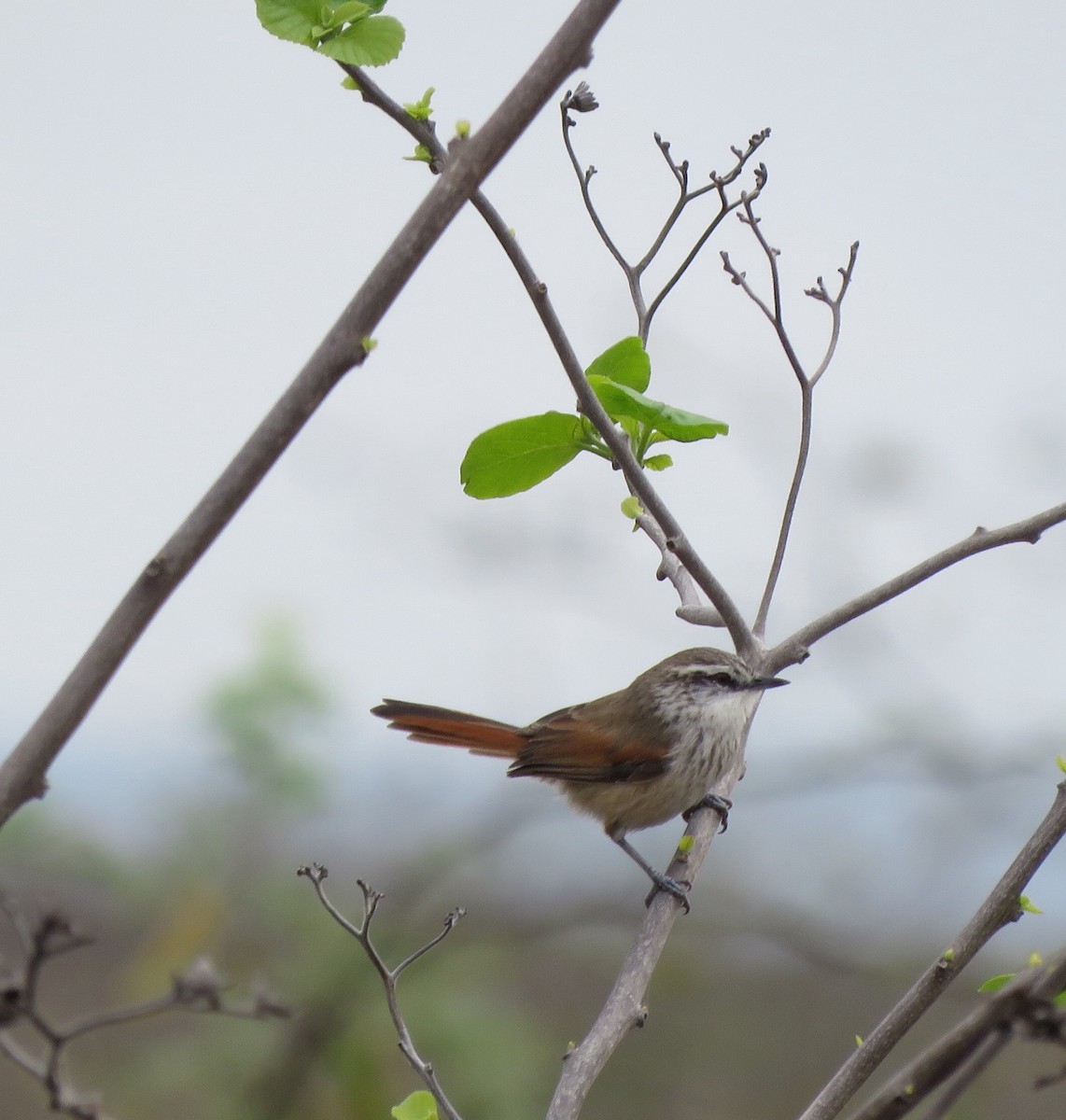 Necklaced Spinetail - ML85153991