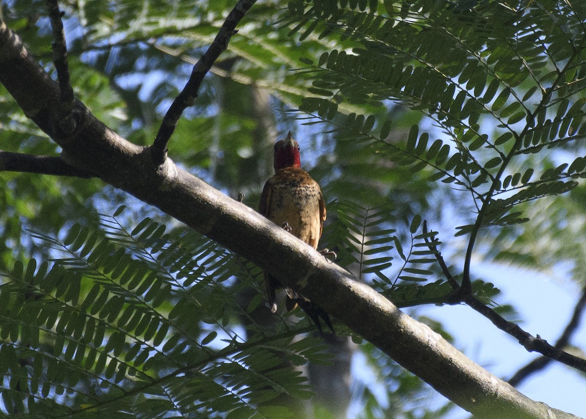 Cinnamon Woodpecker - ML85155121