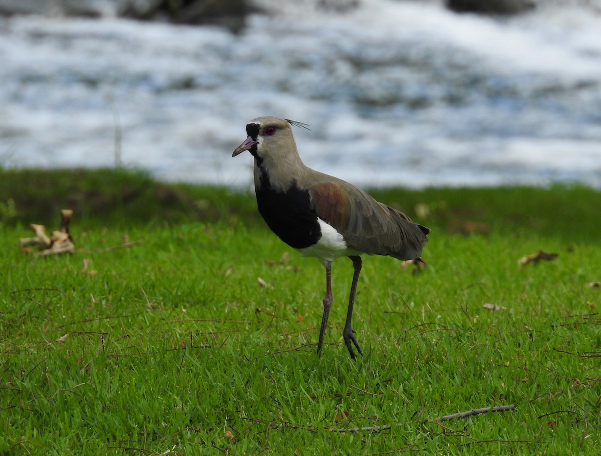 Southern Lapwing - Christopher Follett