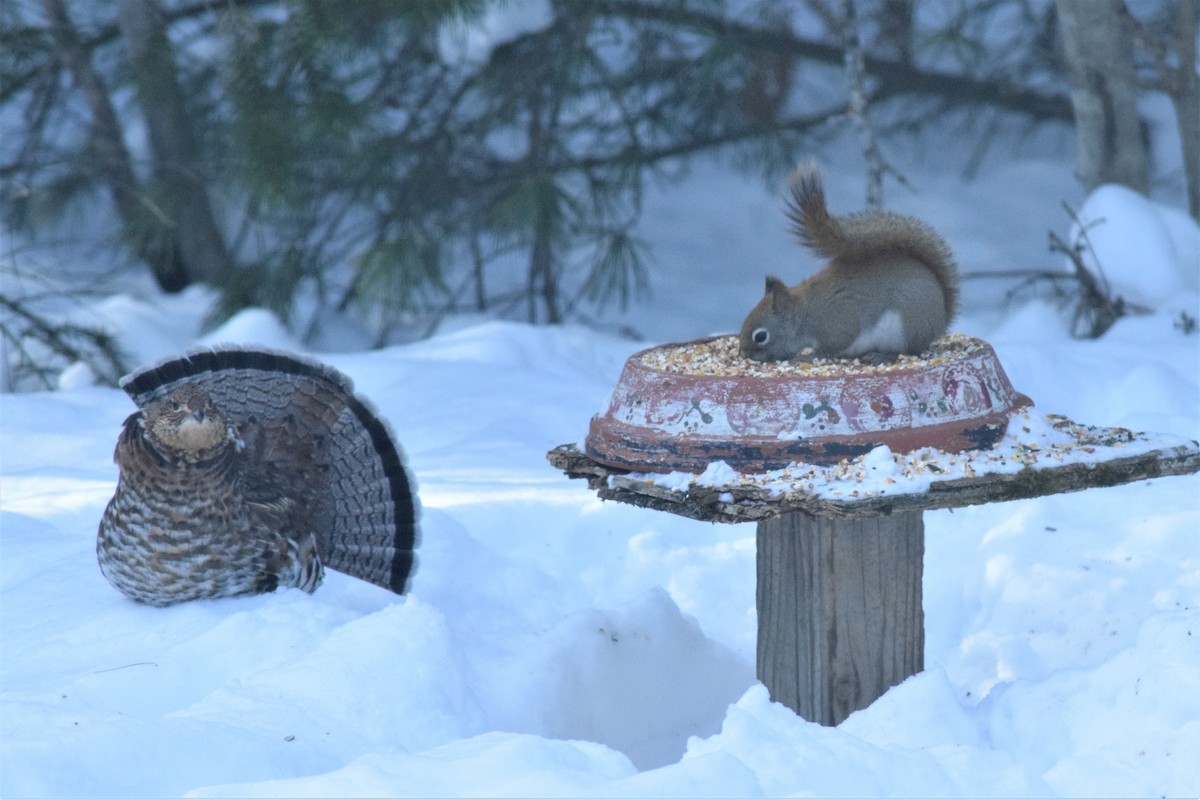 Ruffed Grouse - ML85155671