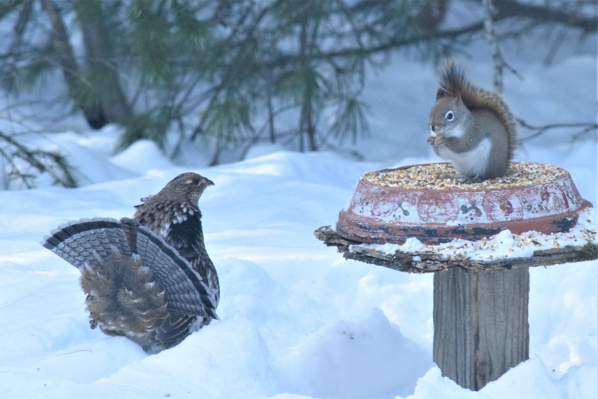 Ruffed Grouse - ML85155841