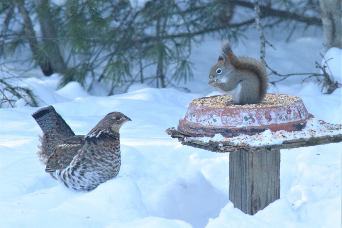 Ruffed Grouse - ML85155951