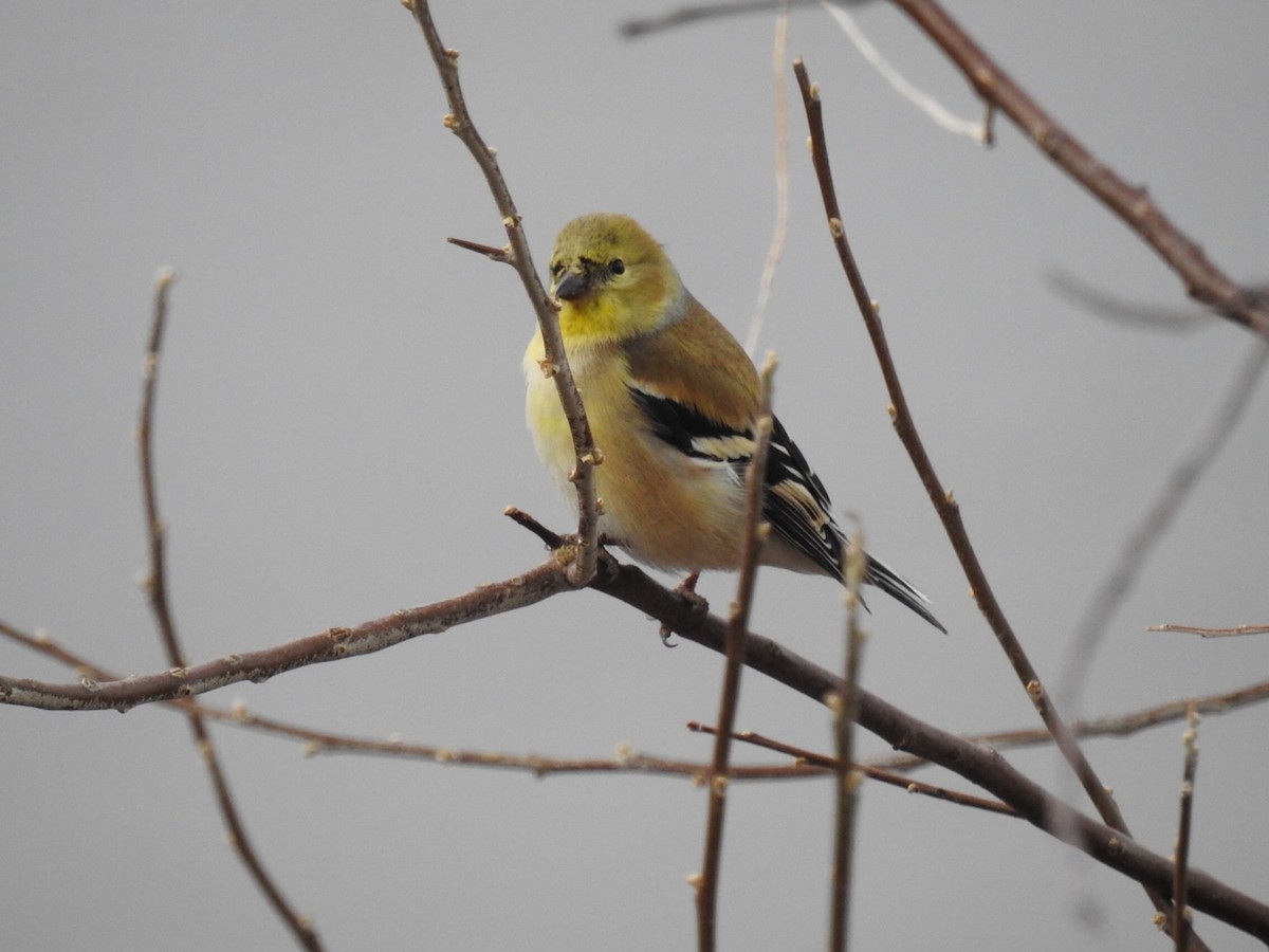 American Goldfinch - ML85156541