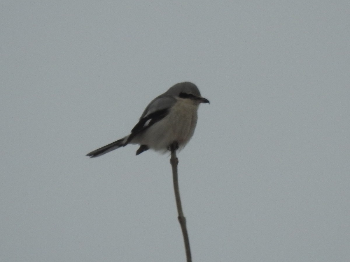 Northern Shrike - Dave Milsom