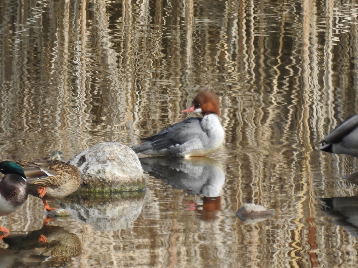 Common Merganser - ML85156761