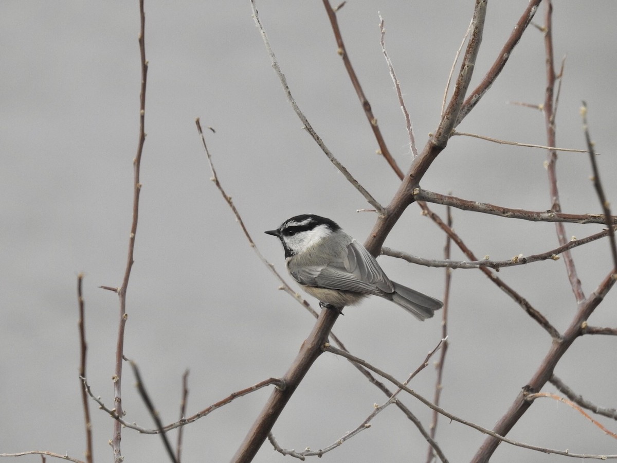 Mountain Chickadee - ML85157301