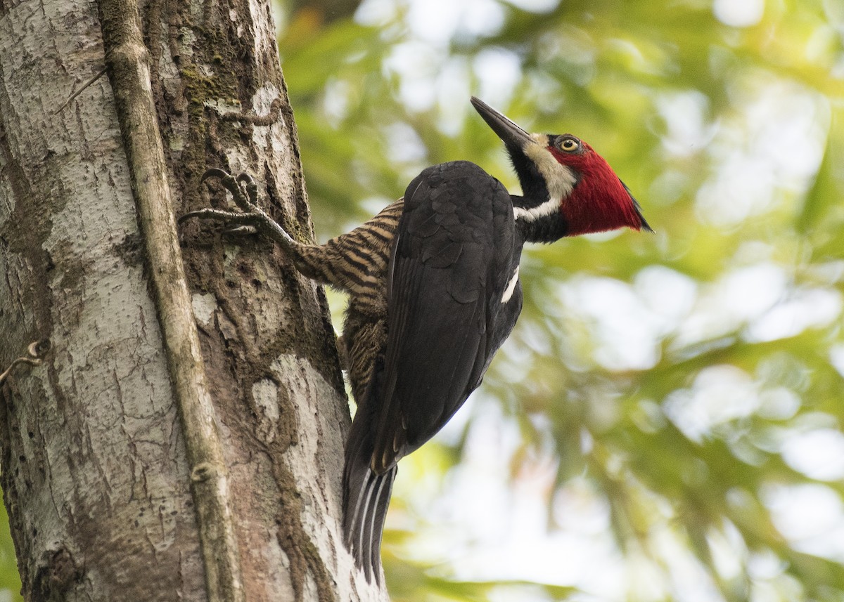 Crimson-crested Woodpecker - ML85157841
