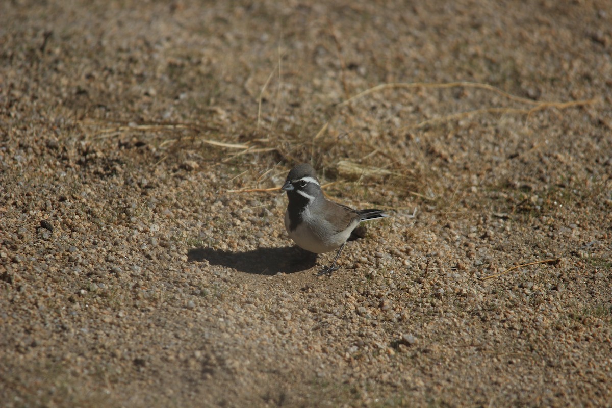 Black-throated Sparrow - ML85158021