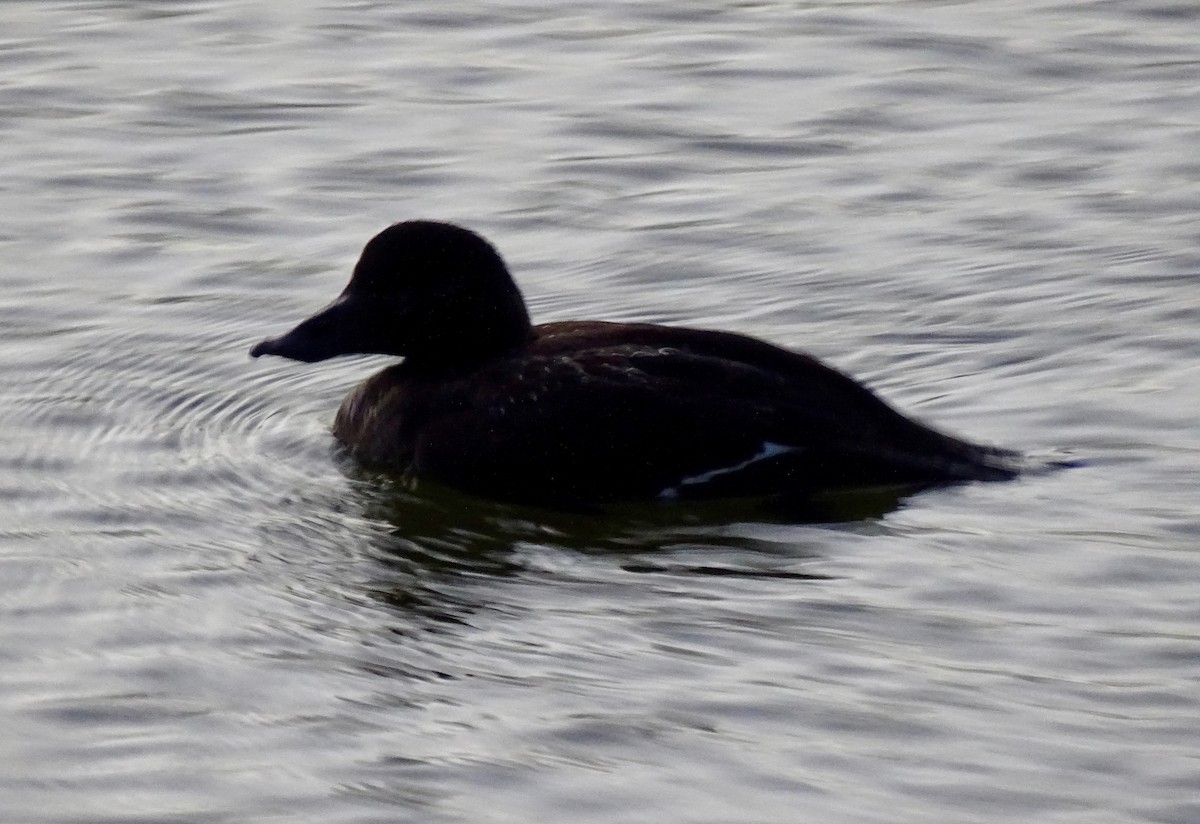 White-winged Scoter - Ingela Persson