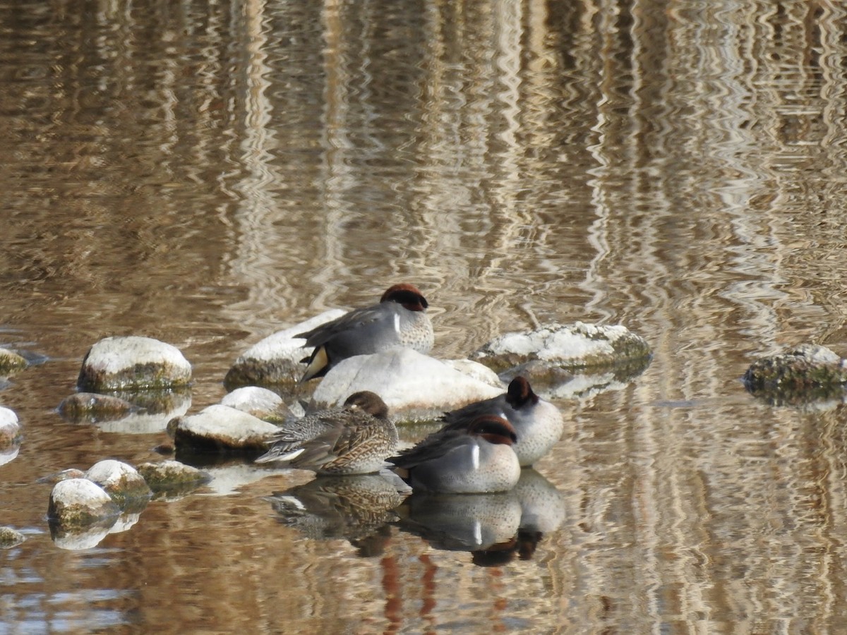 Green-winged Teal - ML85158691