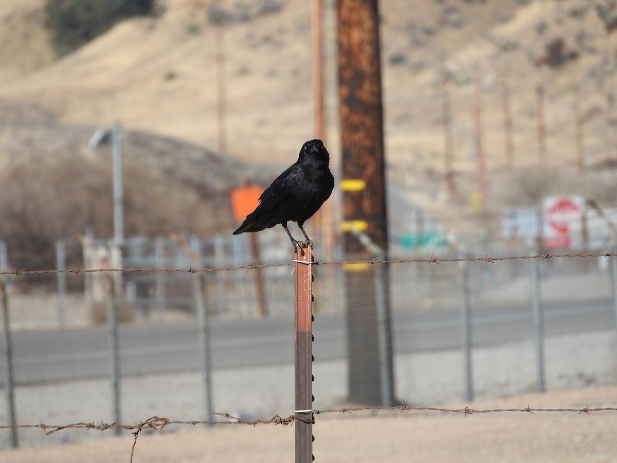 American Crow - ML85160631