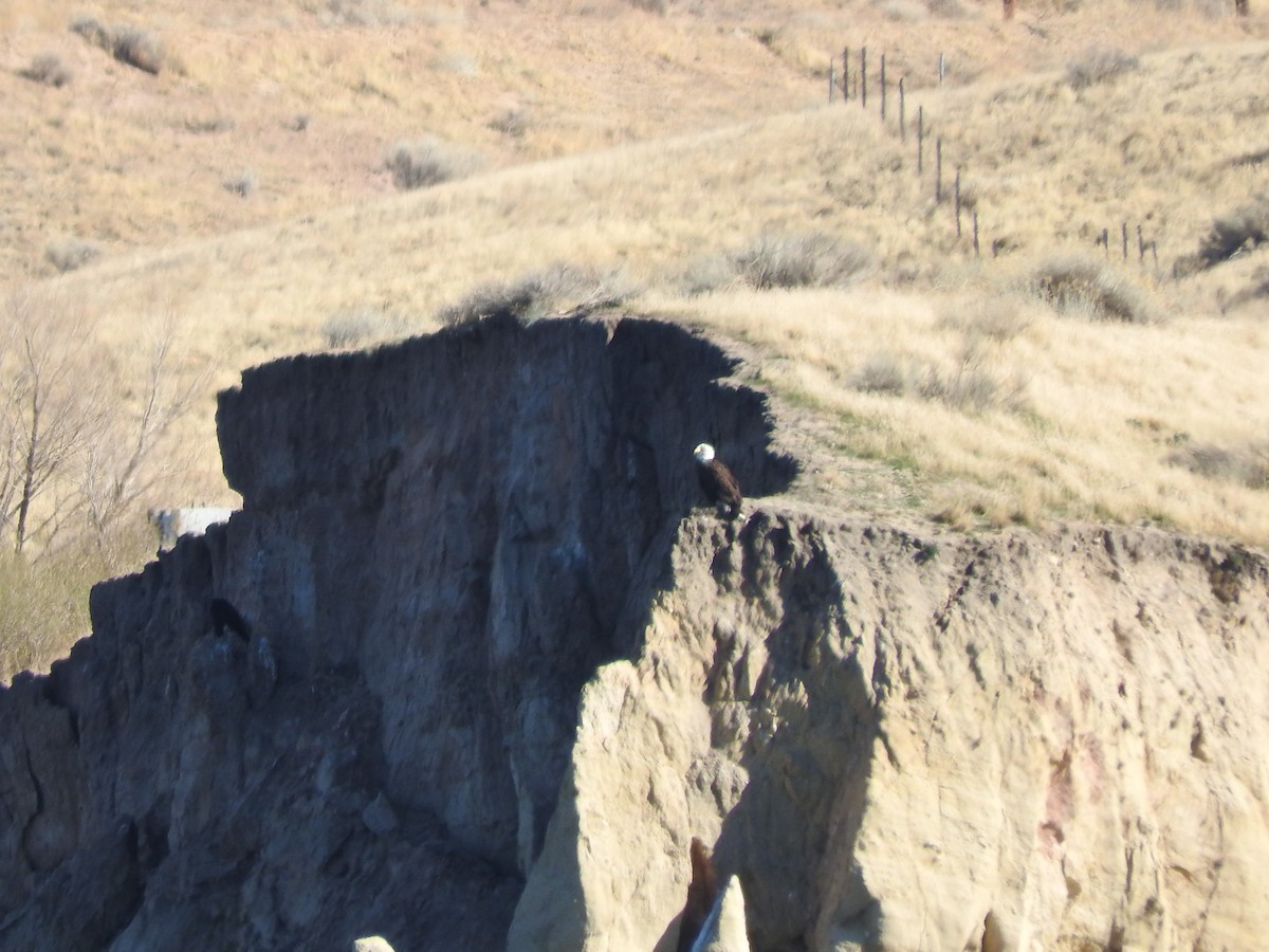 Bald Eagle - ML85160971