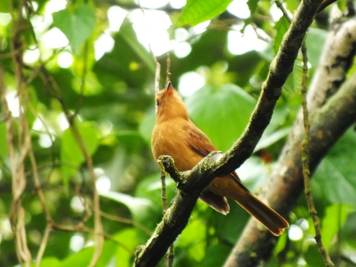 Rufous Mourner - Néstor Villalobos Rojas