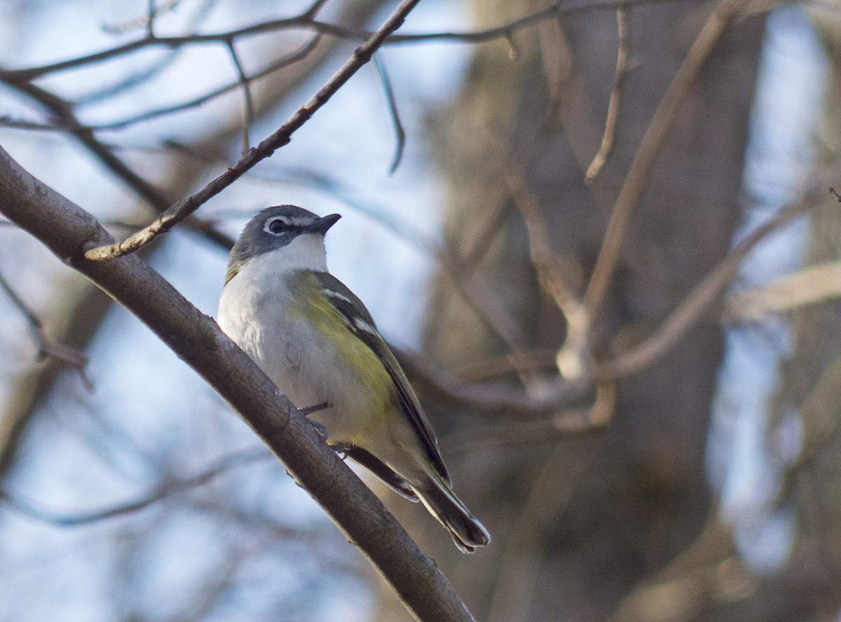 Blue-headed Vireo - ML85164951