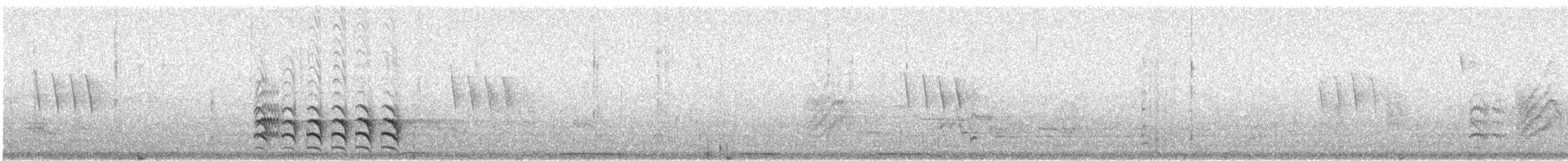 Weißbrustkleiber (aculeata/alexandrae) - ML85165741