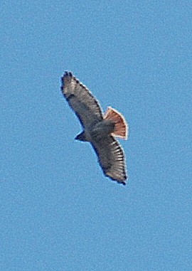 Red-tailed Hawk - Richard Haimes