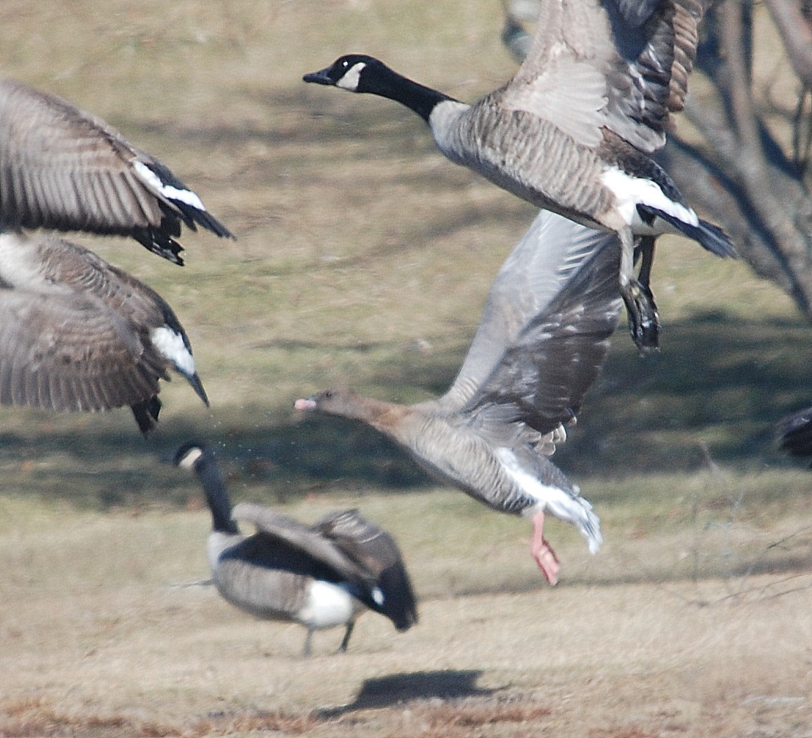 Pink-footed Goose - Richard Haimes