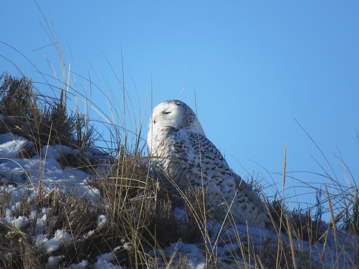 Snowy Owl - Ian Pepper