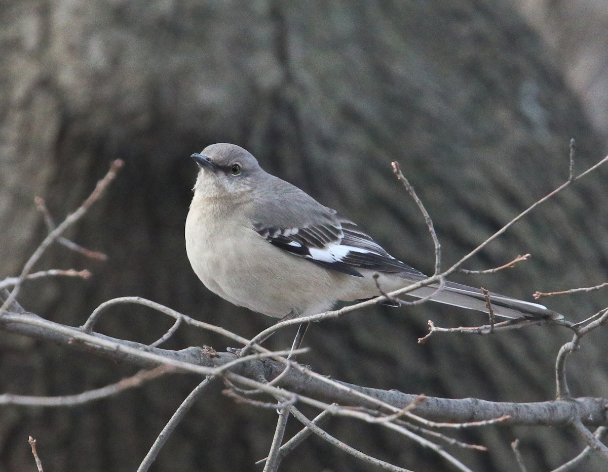 Northern Mockingbird - ML85169821