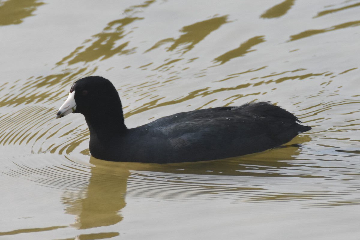 American Coot - ML85170091