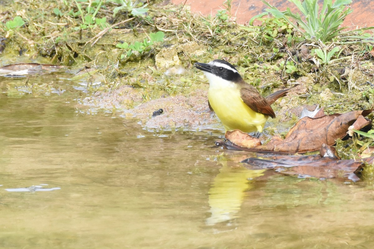 Great Kiskadee - ML85170221