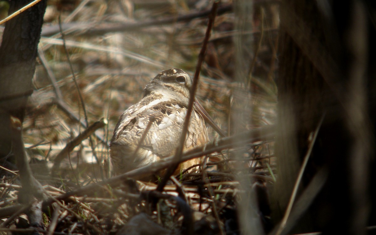 American Woodcock - ML85170941