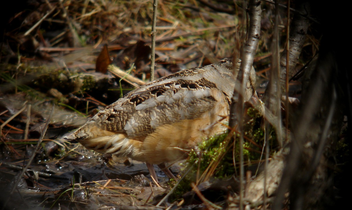 American Woodcock - ML85170991