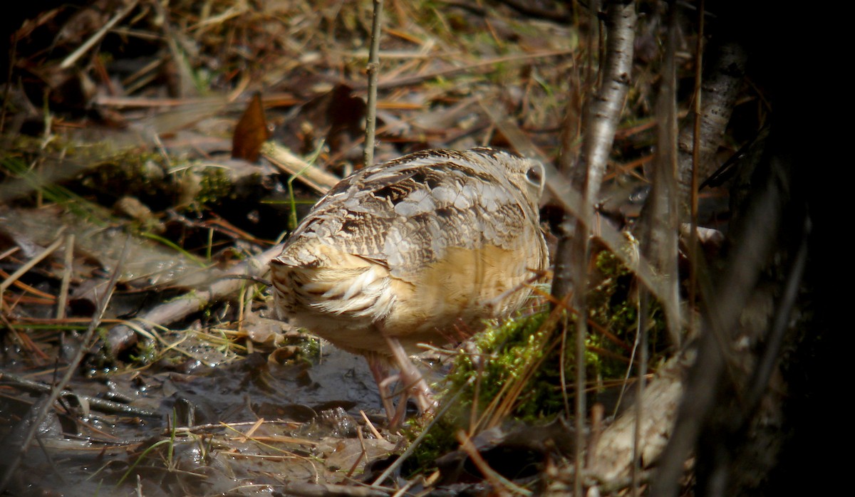 American Woodcock - ML85171021