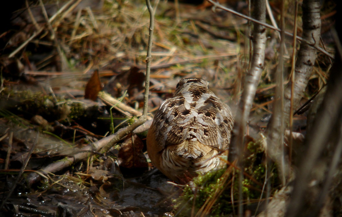 American Woodcock - ML85171081