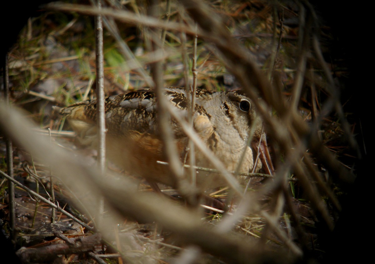 American Woodcock - Jay McGowan