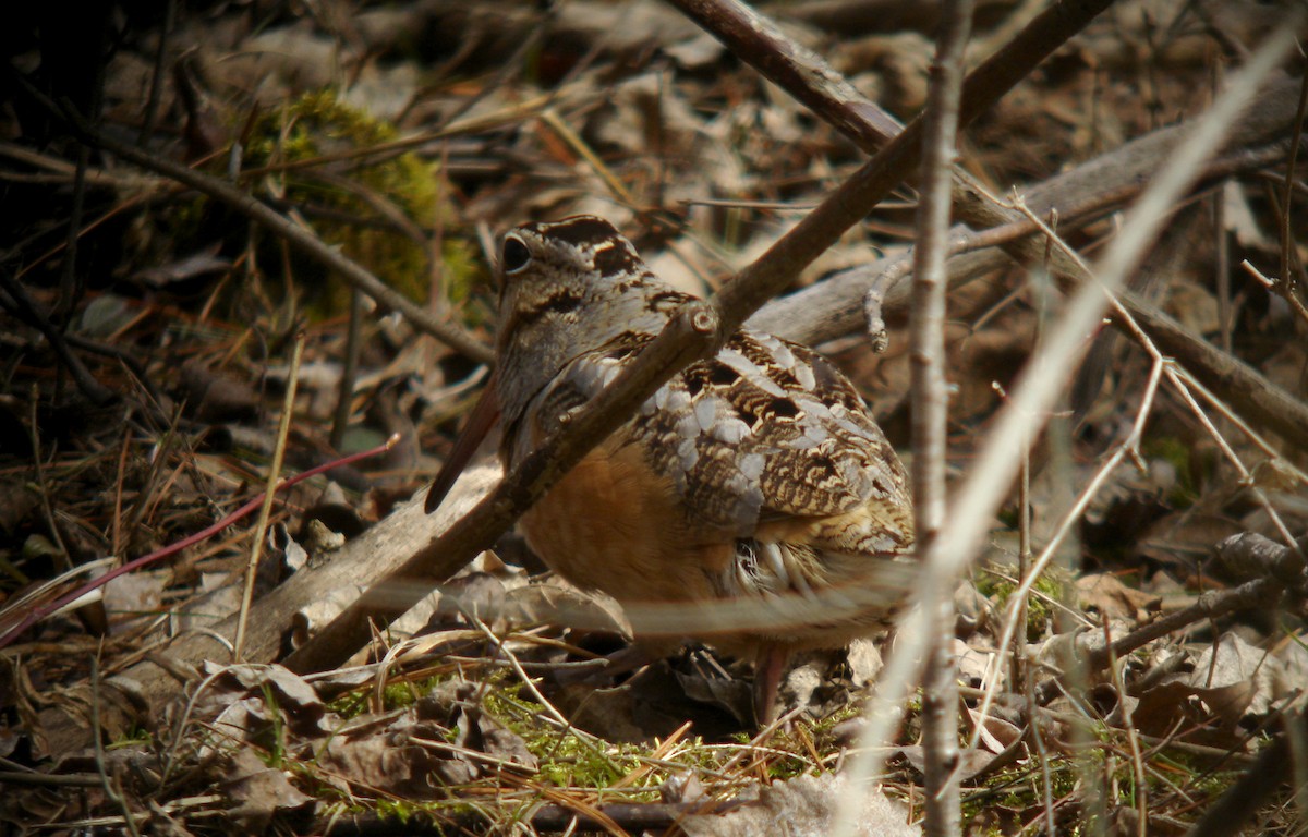 American Woodcock - ML85171131