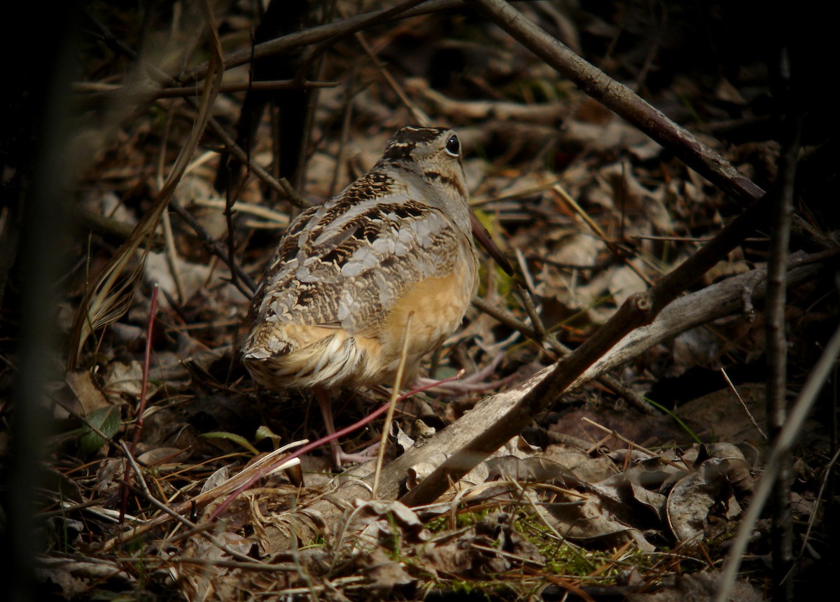 American Woodcock - ML85171141