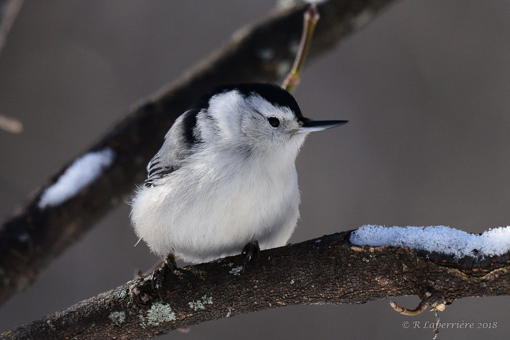 White-breasted Nuthatch - René Laperrière