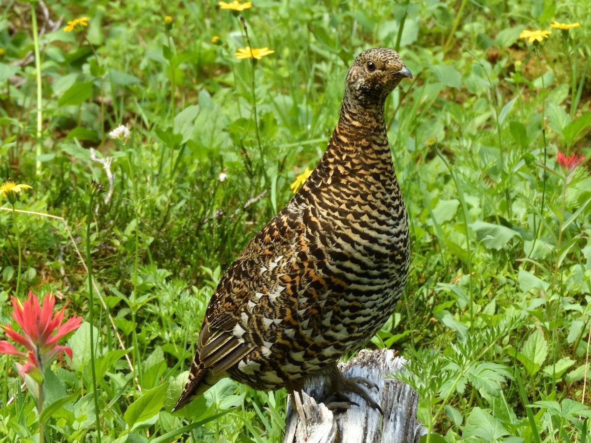 Spruce Grouse - ML85171921