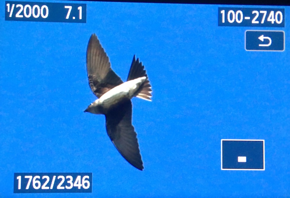 Golondrina Purpúrea - ML85171931