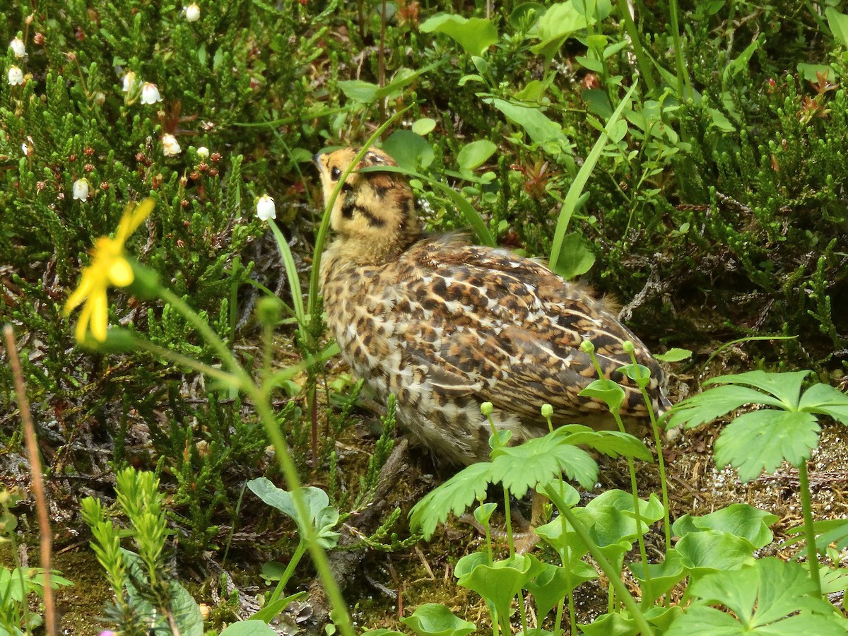 Spruce Grouse - ML85171941