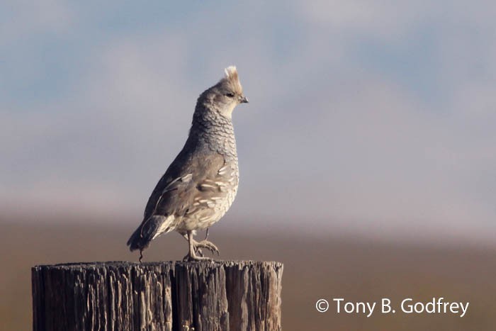 Scaled Quail - Tony Godfrey