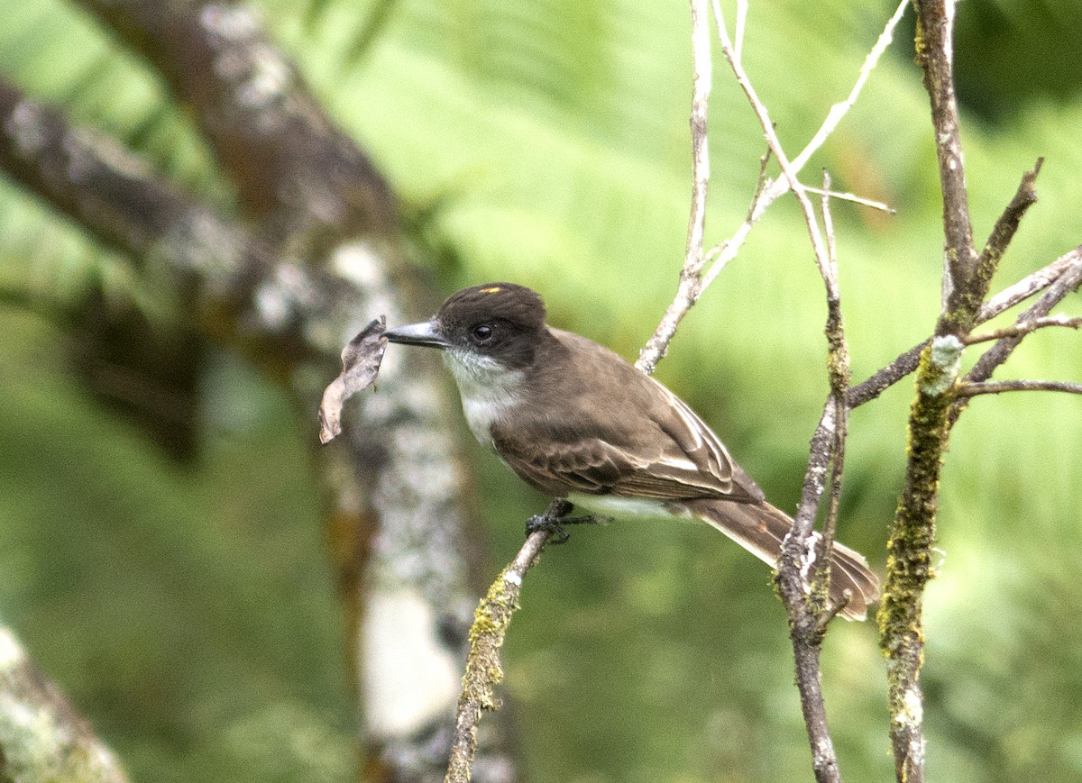 Loggerhead Kingbird - Vic Laubach