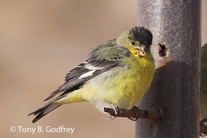 Lesser Goldfinch - Tony Godfrey