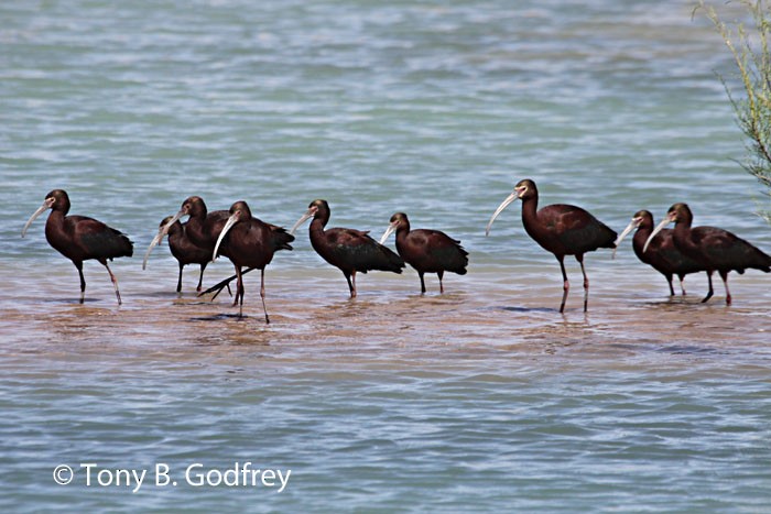 Ibis à face blanche - ML85174431