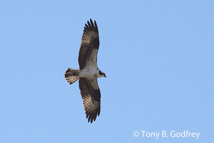 Osprey - ML85175571