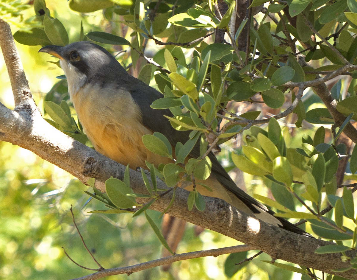 Mangrove Cuckoo - ML85175731