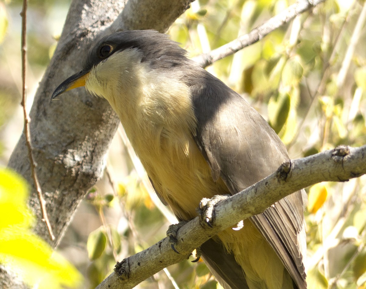 Mangrove Cuckoo - Vic Laubach