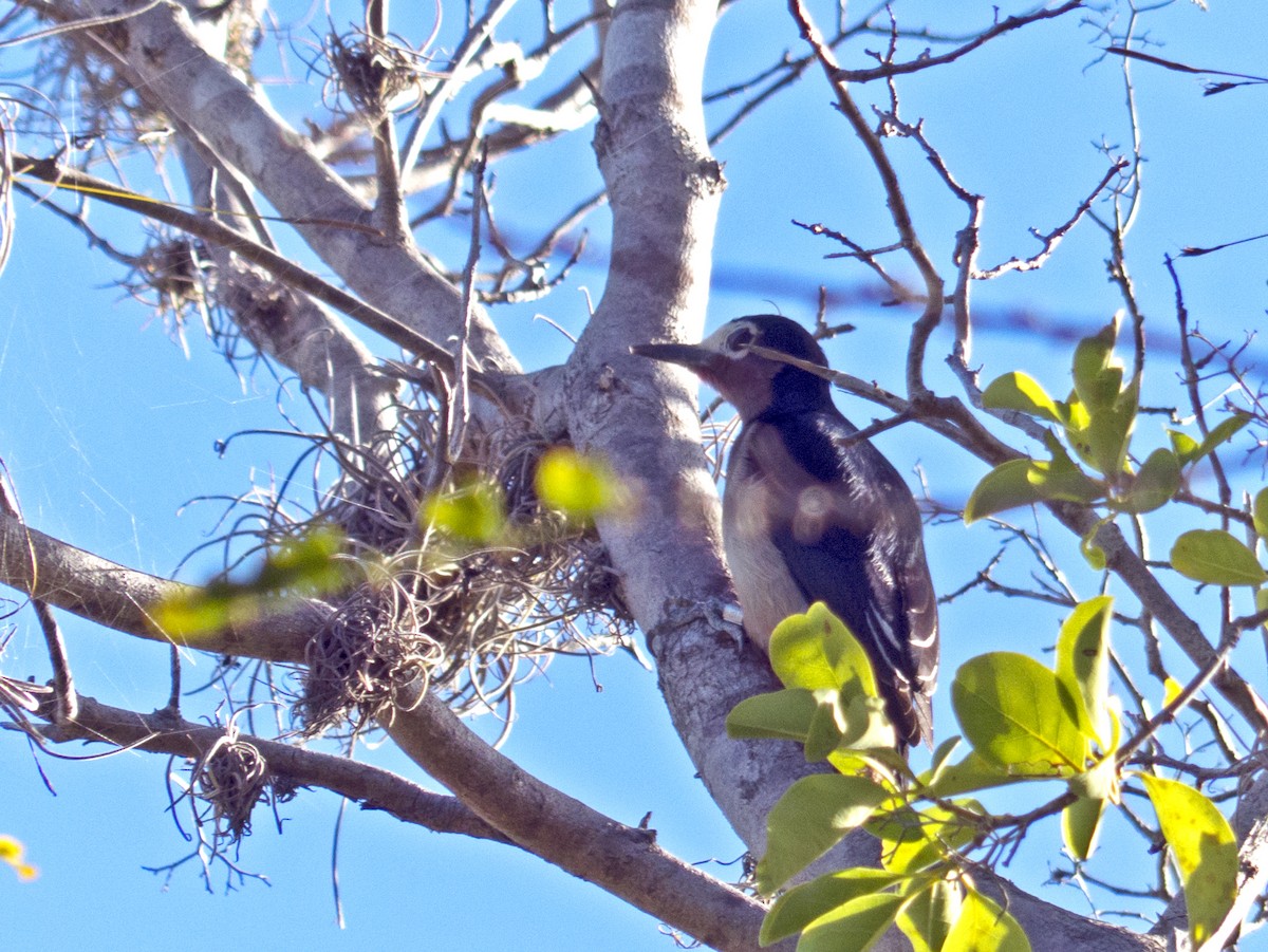 Puerto Rican Woodpecker - Vic Laubach