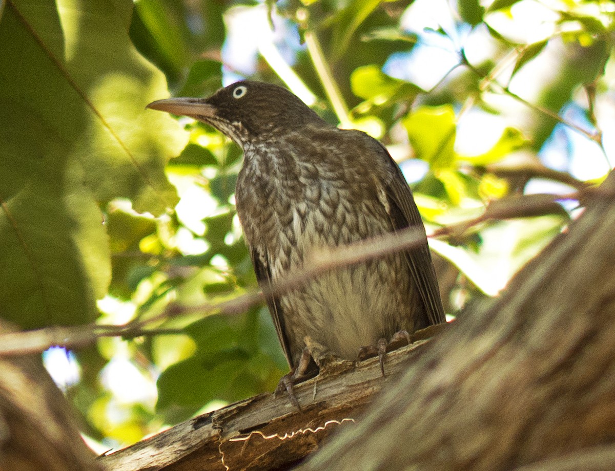 Pearly-eyed Thrasher - ML85176371