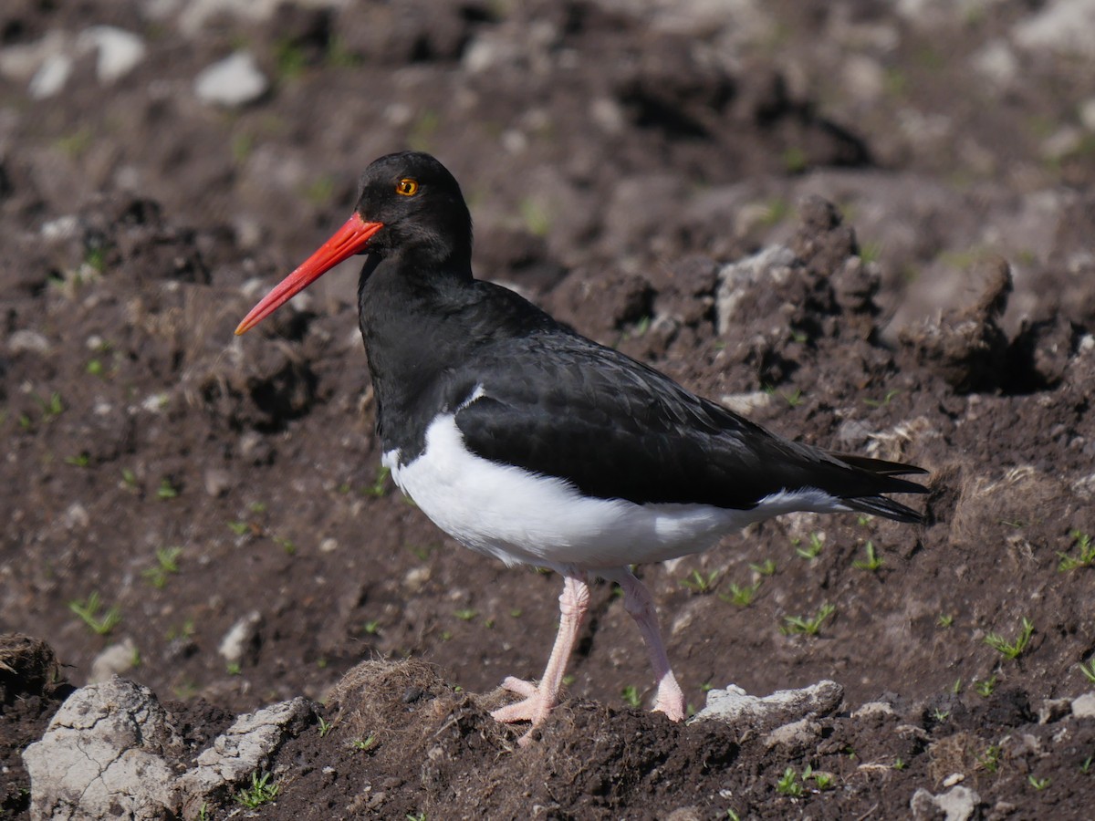 Magellanic Oystercatcher - ML85176831