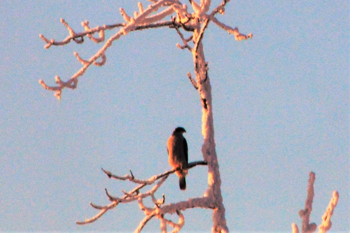 American Goshawk - Robin Collman