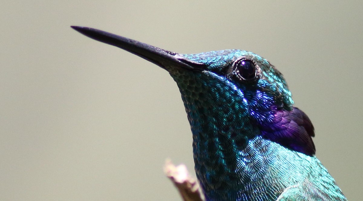 kolibřík ametystouchý - ML85179691