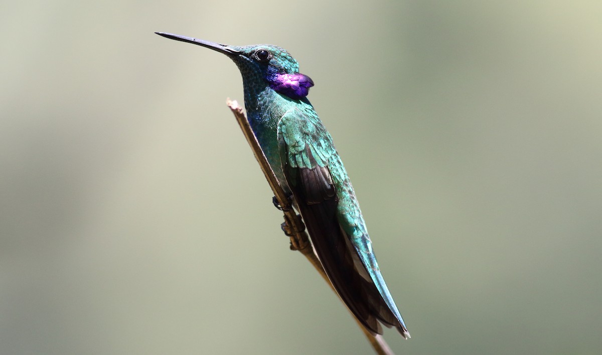 kolibřík ametystouchý - ML85179721